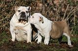 BULLDOG ANGLAIS 069